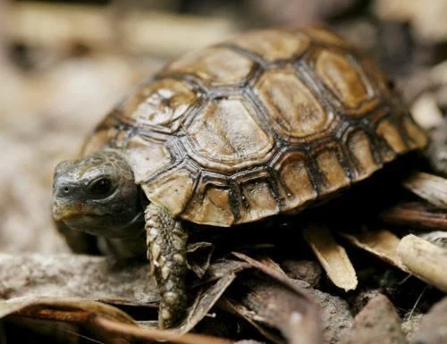 Hinge-back Tortoise