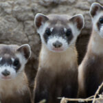 A Complete Guide To Black-Footed Ferrets