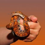 What is a rainbow boa?