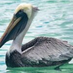 Brown Pelicans are rare birds in the Atlantic and Pacific Oceans