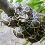 The Burmese Rock Python is the World’s Scariest Snake