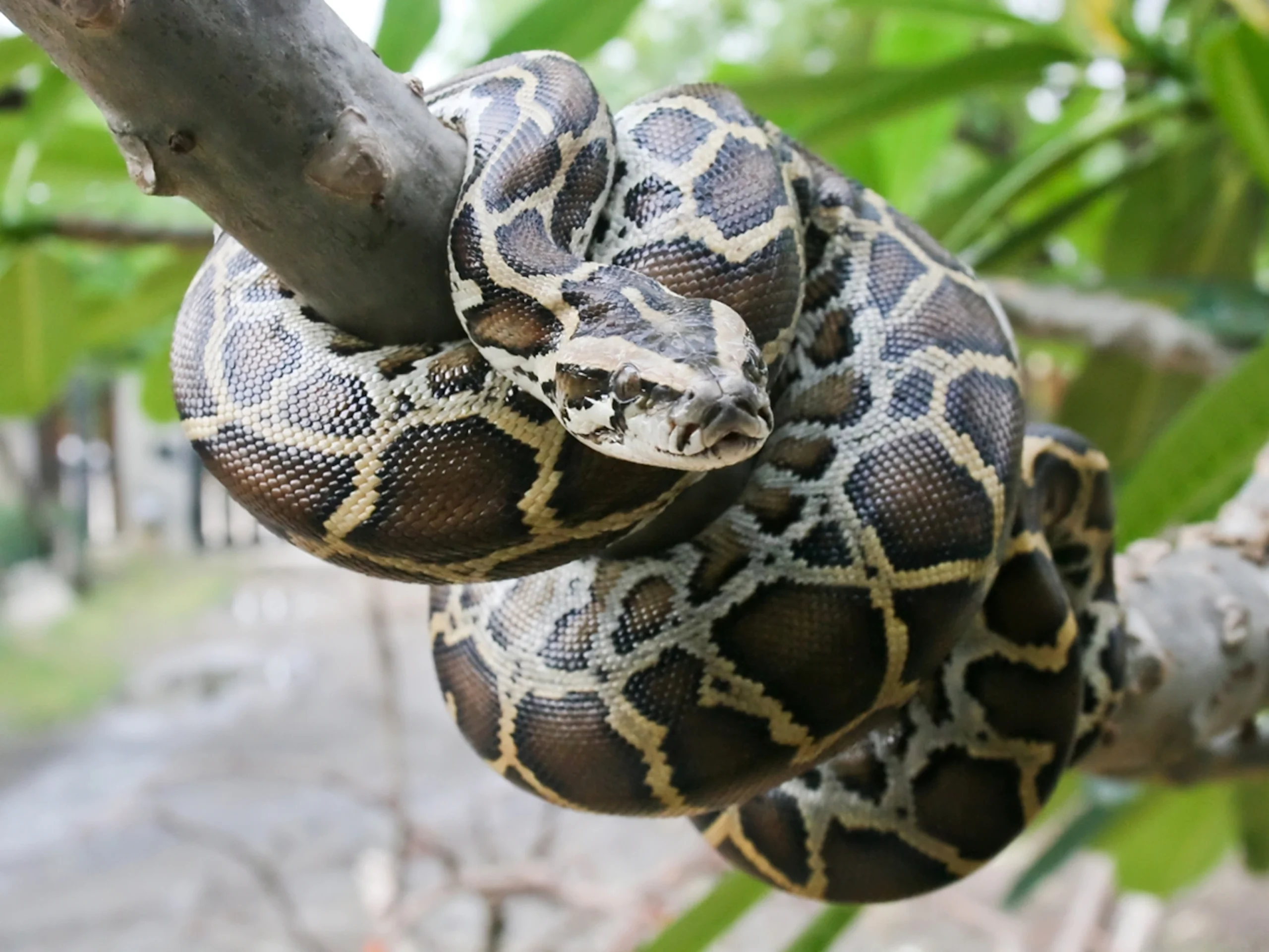 Burmese Rock Python