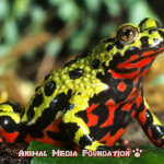 Oriental fire-bellied toad