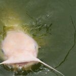 What is CHANNEL CATFISH?