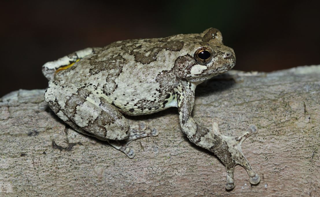 What is a Gray Tree Frog? - Animal Media Foundation