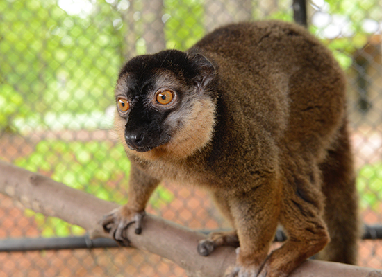 Collared Brown Lemur