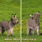 The Fascinating Miniature Donkey: Everything You Need To Know