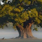 Ancient Oak Trees