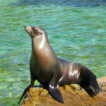 The Mystical Sea Lion Who’s Disappearing One by One