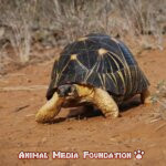 The life of Radiated tortoises!