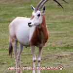 The Scimitar-horned Oryx (Oryx dammah)