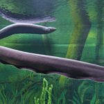 Electric Eel Facts, How the Electric Eel can Kill You, and Why You Should Never Touch Them
