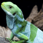 What is a FIJI-BANDED IGUANA?
