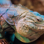 The Definitive Guide to Grand Cayman Blue Iguana