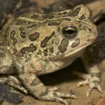 What is FOWLER’S TOAD?