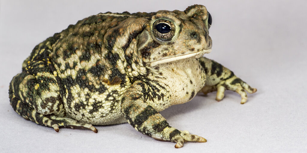 FOWLER'S TOAD