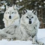 GRAY WOLF – Who is Gray Wolf and What is the Awesome Animal?