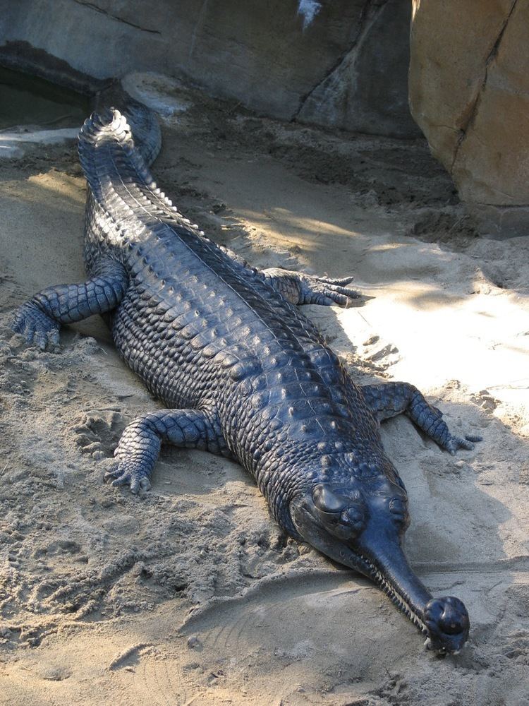 What is a Gharial
