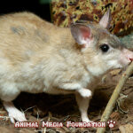 The Malagasy giant jumping rat: A little-known species that you need to know