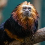 Fascinating Facts About Golden-Headed Lion Tamarins