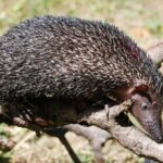 Greater Madagascar Hedgehog Tenrec