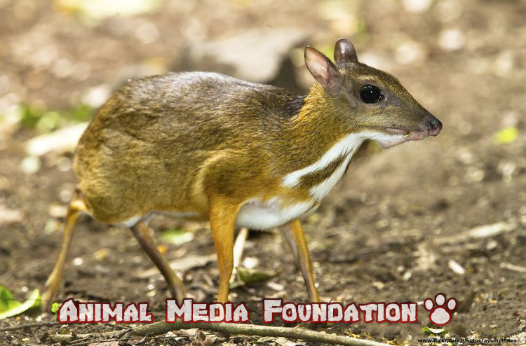 Larger Malay Mouse-Deer