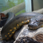 Top 3 Ways to Get a Green Anaconda