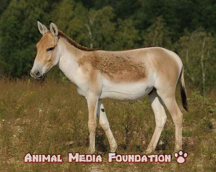 What is a Persian Onager
