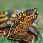 All About Eastern Box Turtle!
