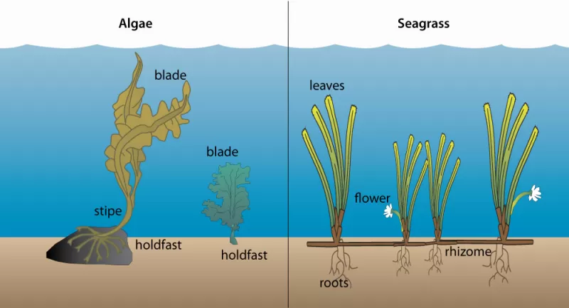 Seagrass is important environmentally