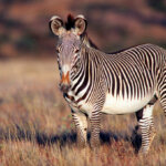 What is Grevy’s Zebra animal?