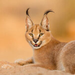 Can Caracal Wolves Hunt in Packs of 20?