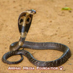 The Ultimate Guide to King Cobra