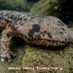 The Japanese Giant Salamander!