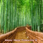 The Wonderful Bamboo Forest!