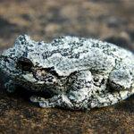 What is a Gray Tree Frog?