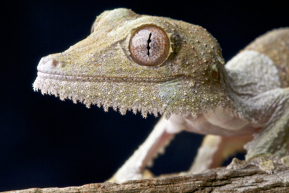 Giant Leaf-Tailed Gecko