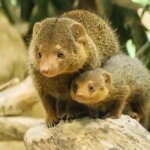 What is a DWARF MONGOOSE?