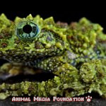 interesting facts about Vietnamese mossy frog
