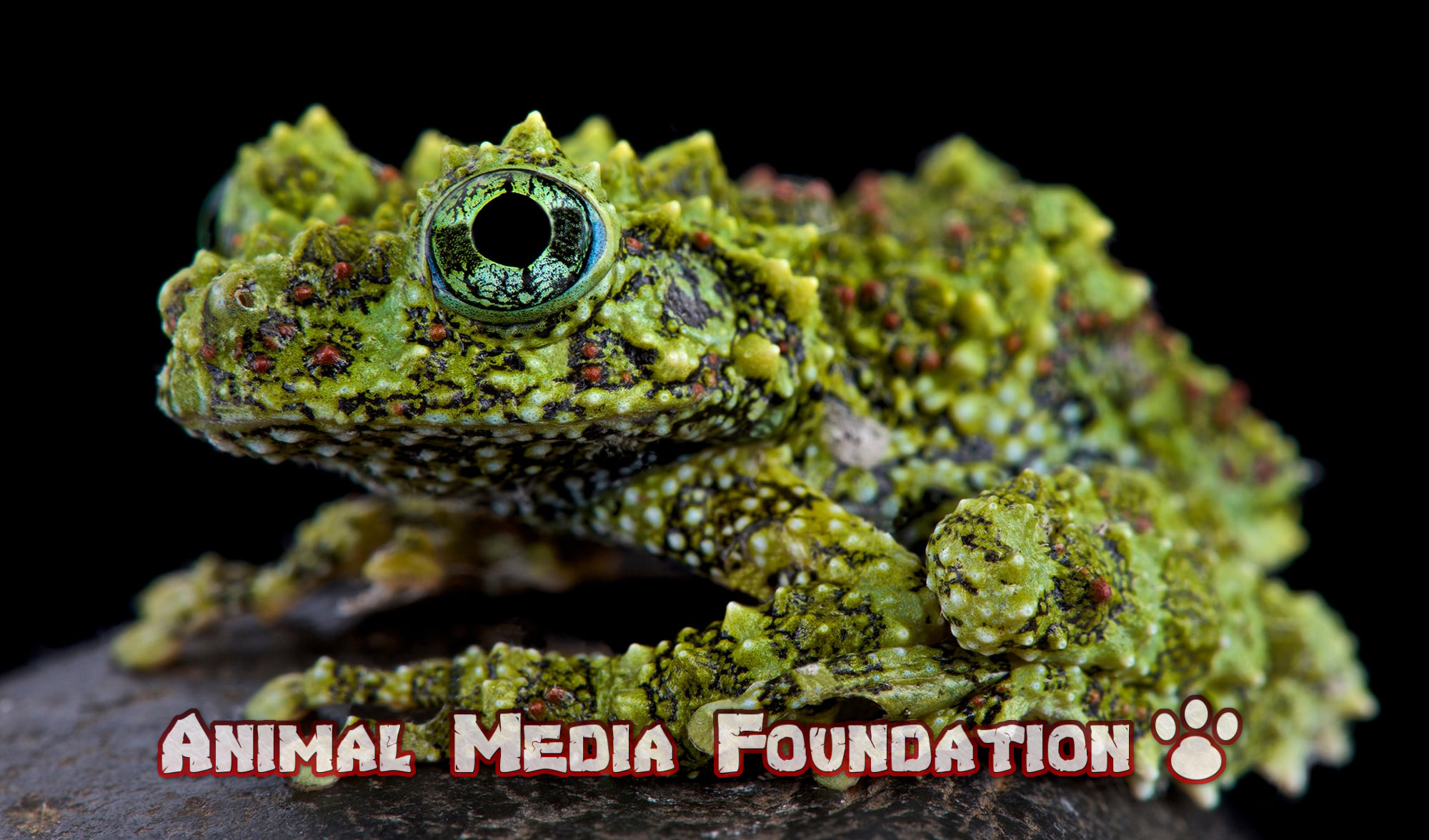 interesting facts about Vietnamese mossy frog