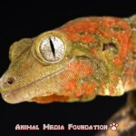 The Fascinating New Caledonian gecko