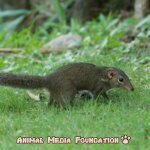 The Fascinating Northern tree shrew
