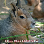 Interesting facts About Patagonian mara!
