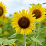 Identify which summer flowers are native to your region by observing how they grow