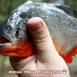 8 Interesting Facts About Red-bellied Piranha!