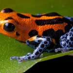 Fascinating Poison Frogs