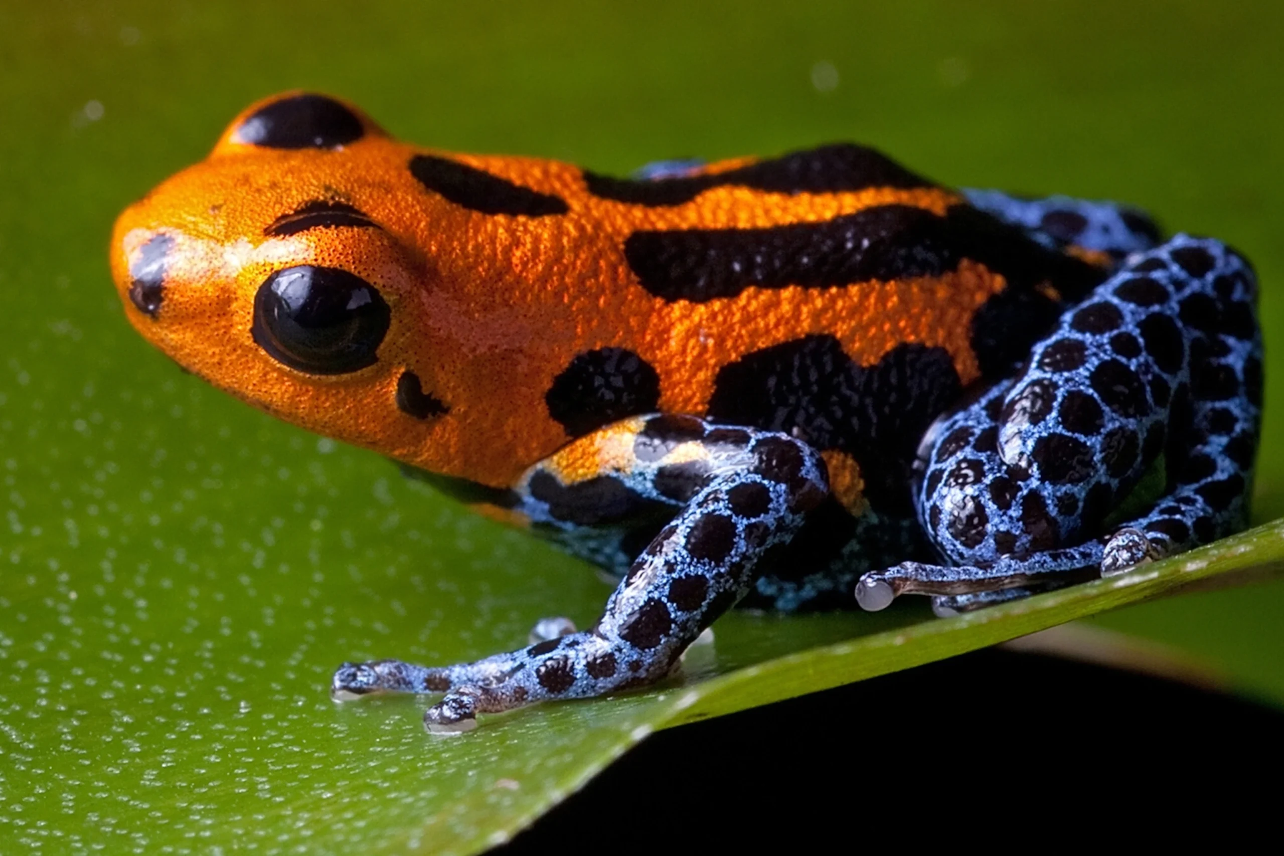 Fascinating Poison Frogs