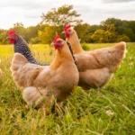 3 Fascinating Facts About Chickens That You Probably Didn’t Know