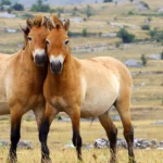 What is Przewalski’s horse?