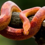 What is a CORN SNAKE? A Guide for Newbies, Beginners, and Experienced Farmers